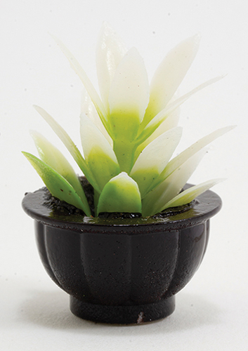 White Plant in Black Pot